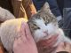 Кошка Муся в первые минуты после спасения, 25.02.25. Фото: соцсети